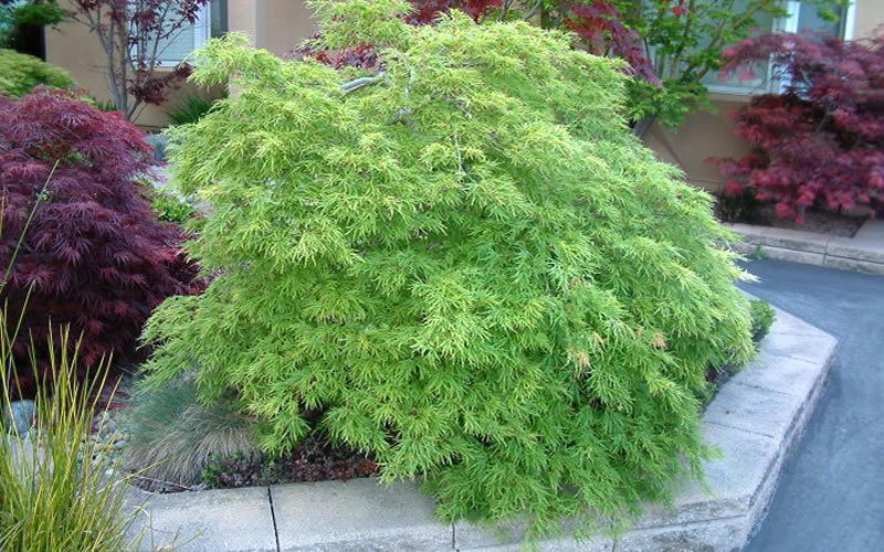Viridis Dwarf Green Japanese Maple