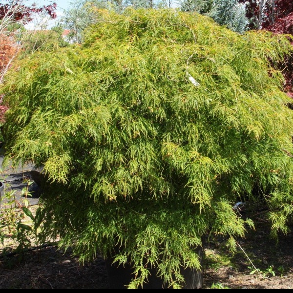 Viridis Dwarf Green Japanese Maple