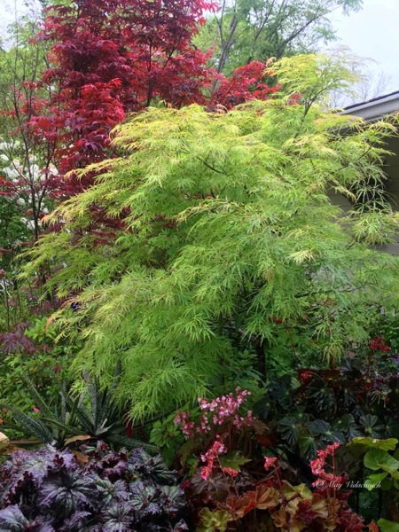 Viridis Dwarf Green Japanese Maple