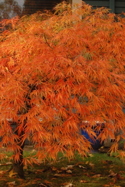 Viridis Dwarf Green Japanese Maple
