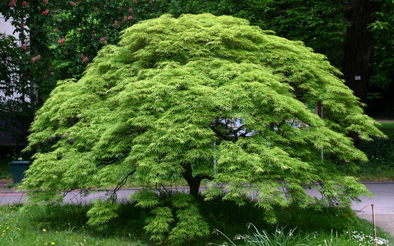 Viridis Dwarf Green Japanese Maple