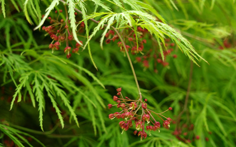 Viridis Dwarf Green Japanese Maple