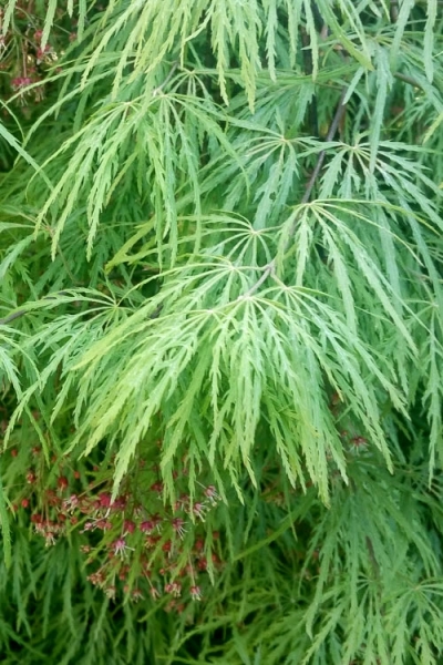 Viridis Dwarf Green Japanese Maple