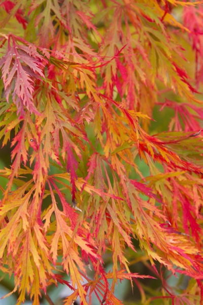 Viridis Dwarf Green Japanese Maple