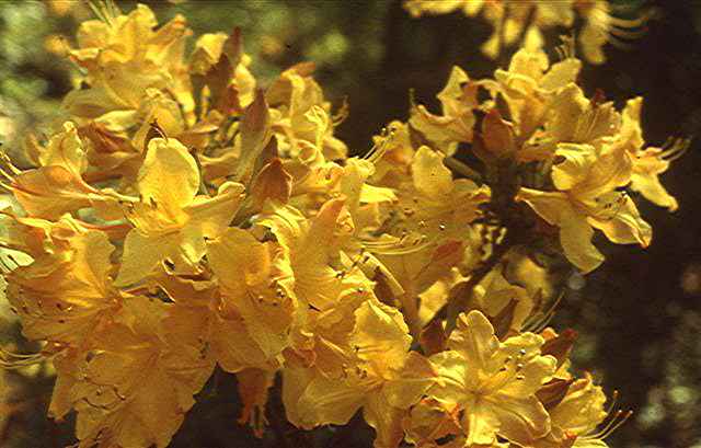 Spring Fanfare Aromi Azalea