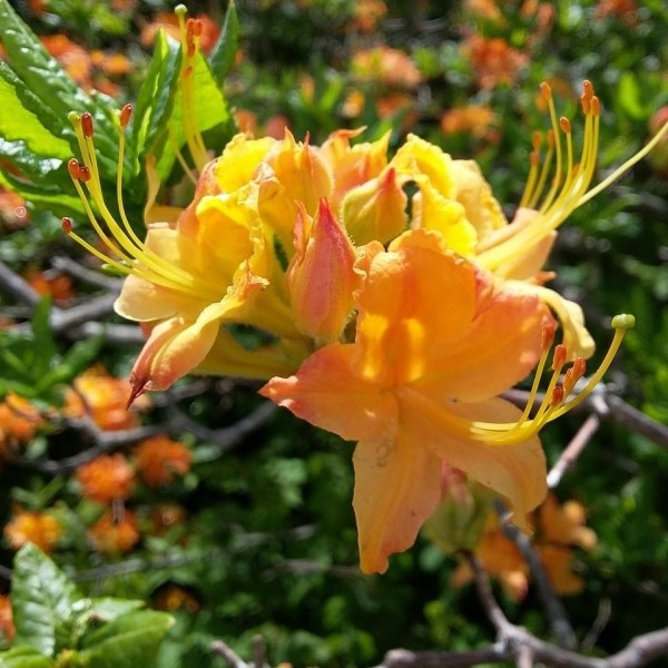 Spring Fanfare Aromi Azalea