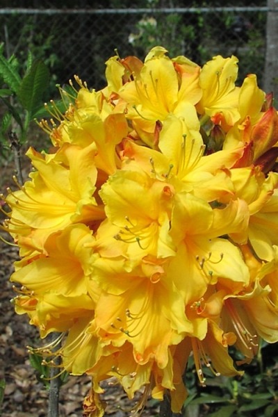 Spring Fanfare Aromi Azalea