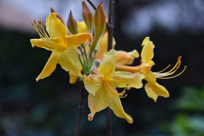 Spring Fanfare Aromi Azalea