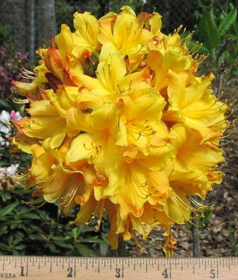 Spring Fanfare Aromi Azalea