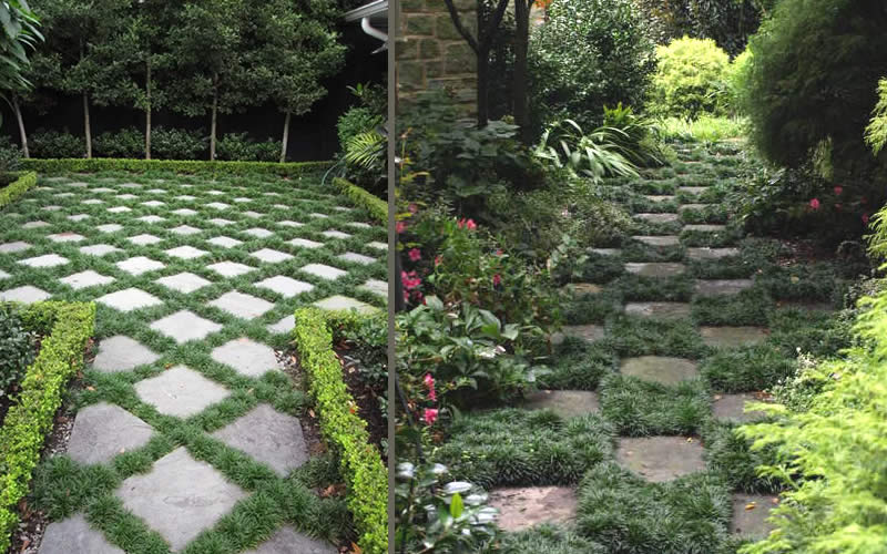 Super Dwarf Mondo Grass