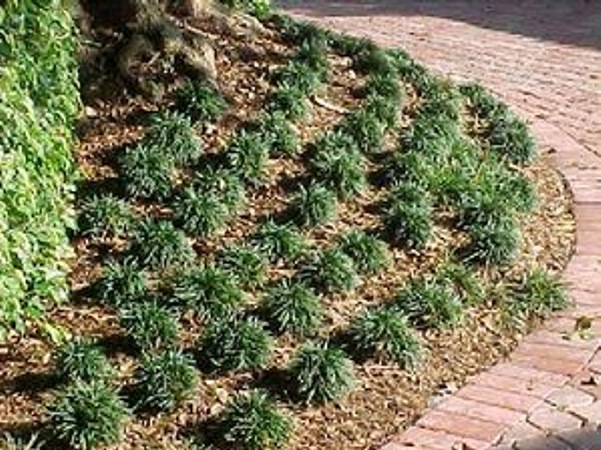 Super Dwarf Mondo Grass