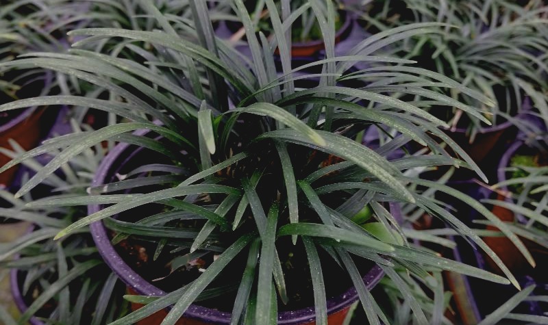 Super Dwarf Mondo Grass