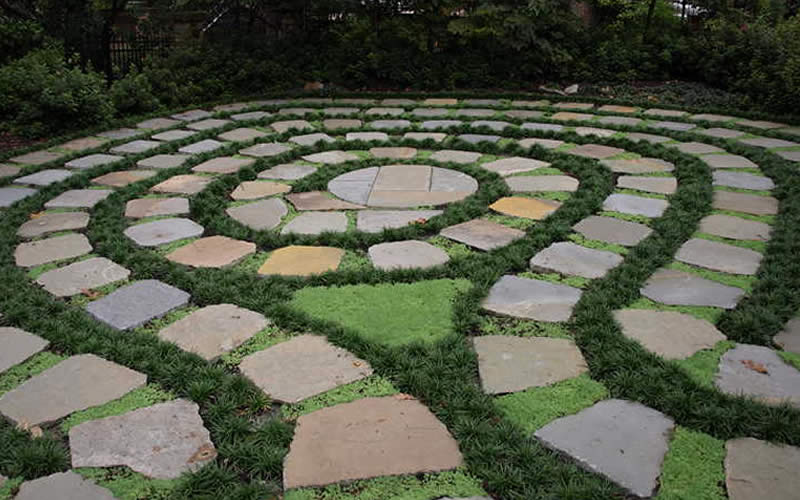 Super Dwarf Mondo Grass