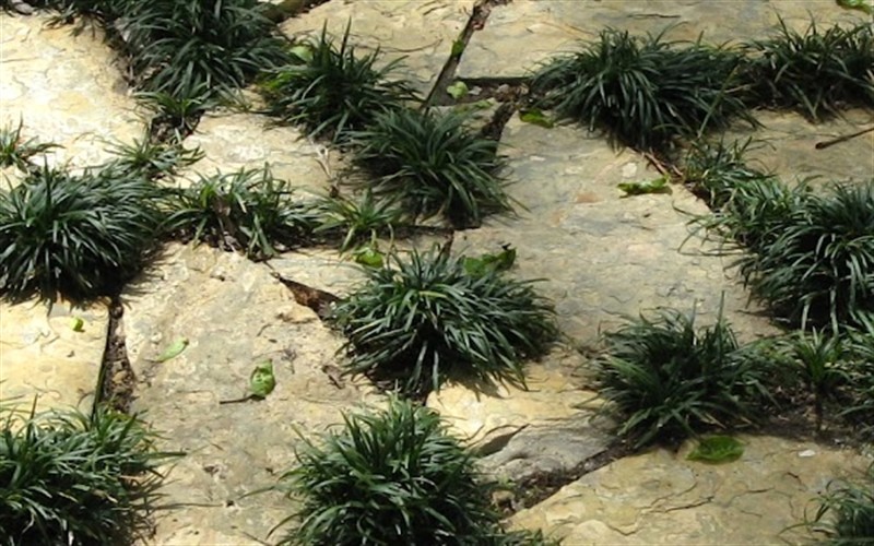 Super Dwarf Mondo Grass
