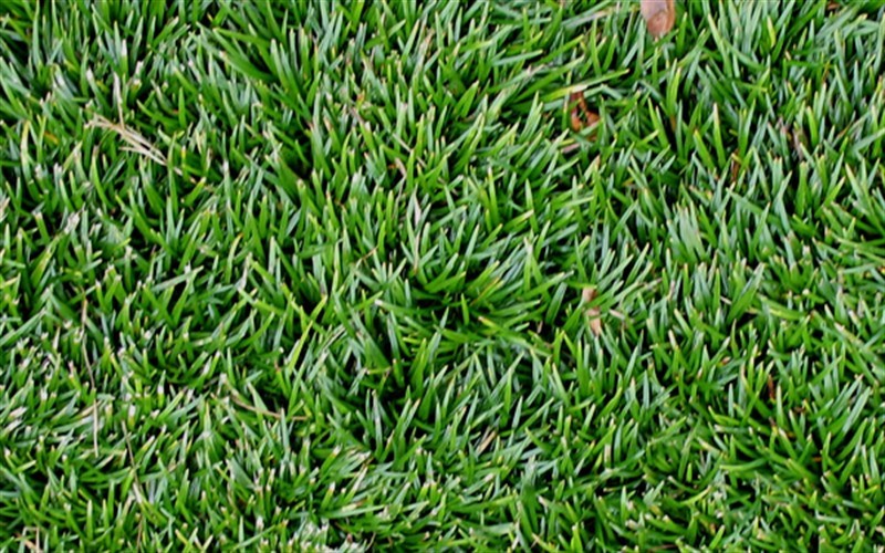 Super Dwarf Mondo Grass
