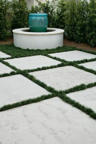 Super Dwarf Mondo Grass