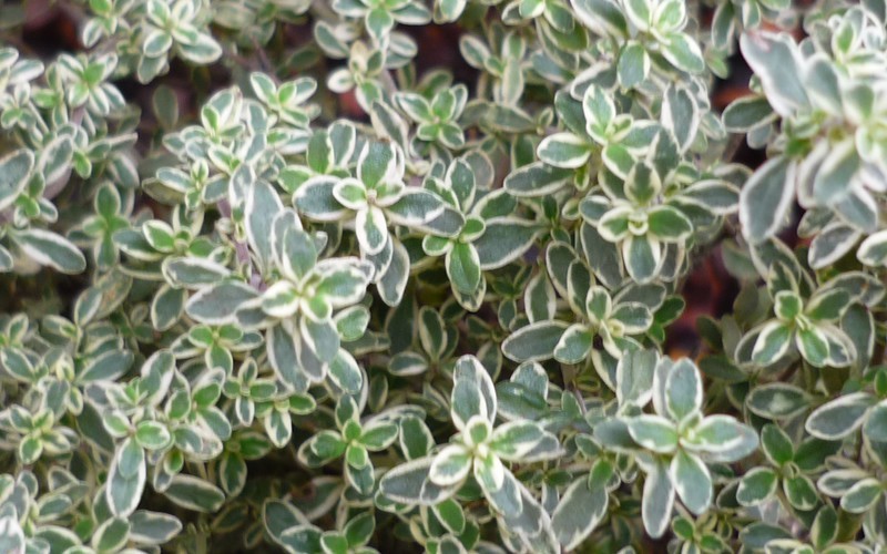 Silver Lemon Thyme
