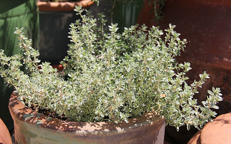 Silver Lemon Thyme
