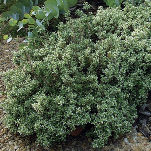Silver Lemon Thyme