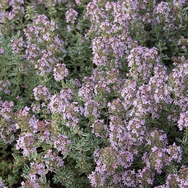 Silver Lemon Thyme