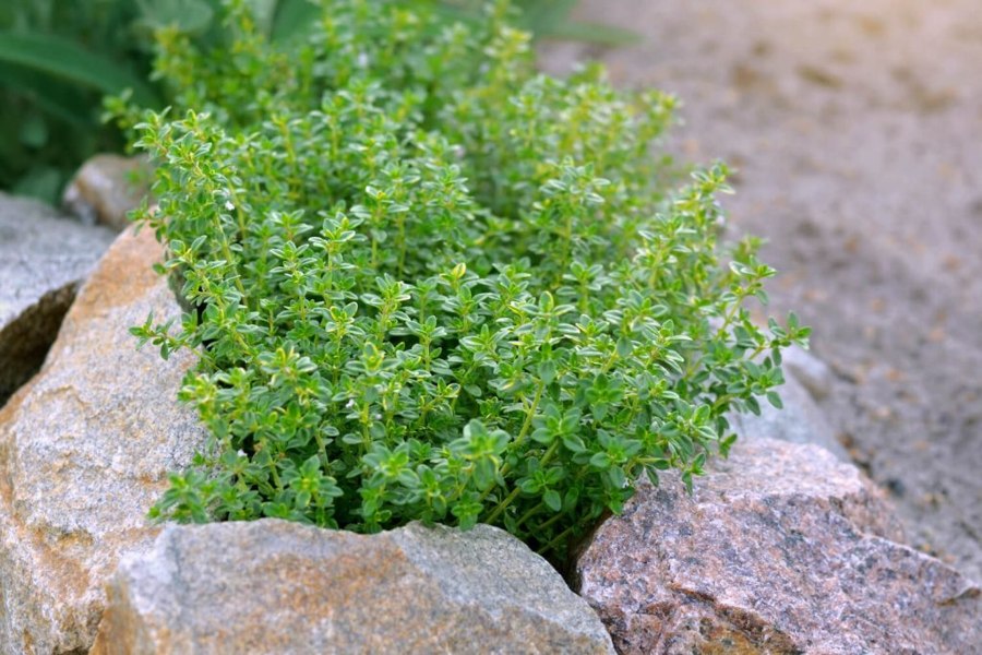 Silver Lemon Thyme