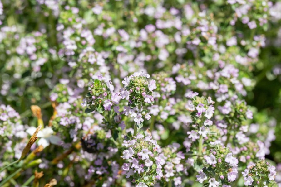 Silver Lemon Thyme