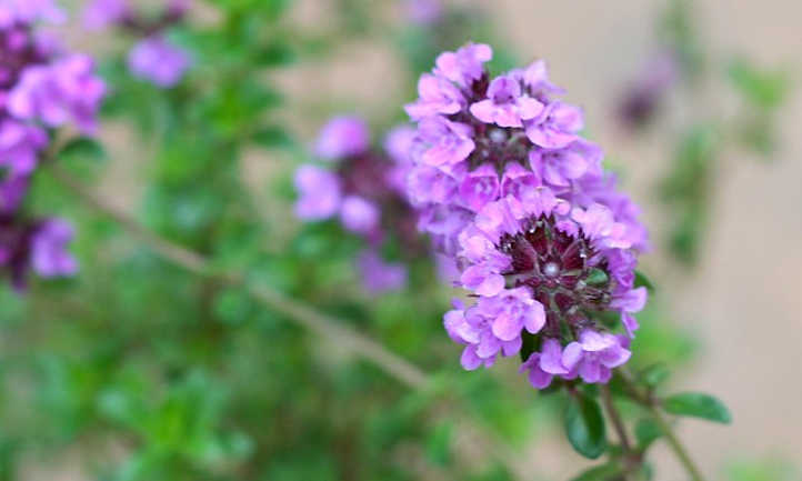 Silver Lemon Thyme