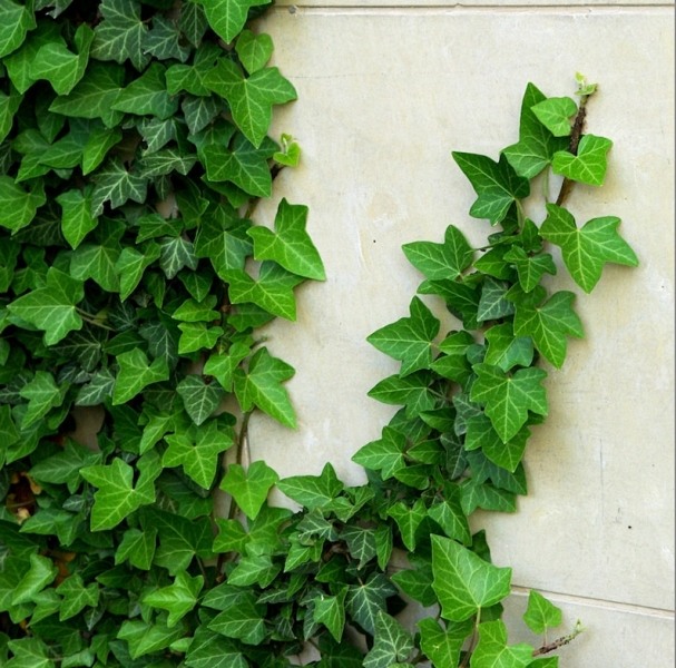 English Ivy