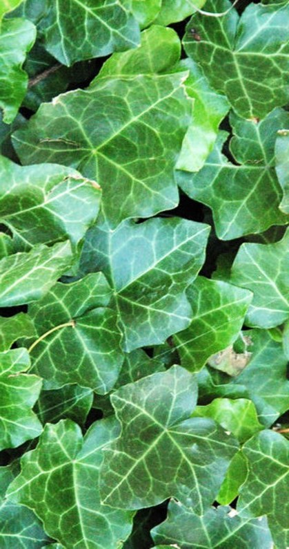 English Ivy