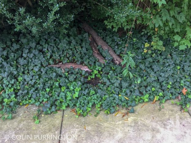 English Ivy