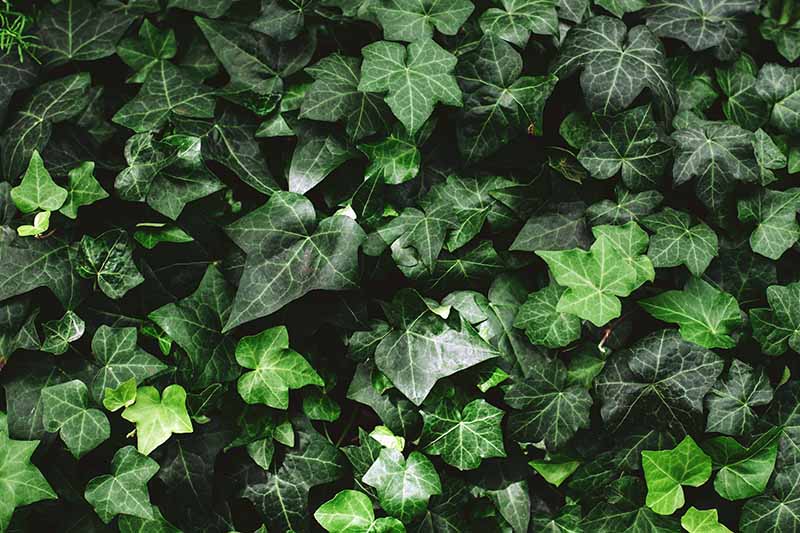 English Ivy