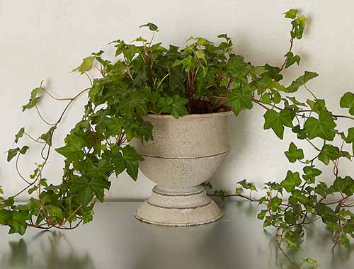 English Ivy