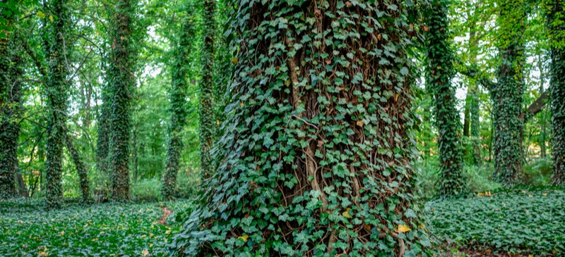 English Ivy