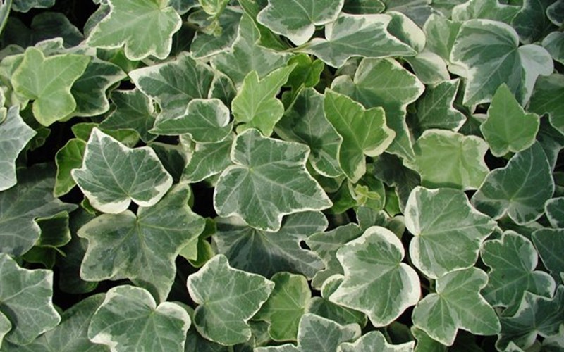 Anne Marie White Variegated Ivy