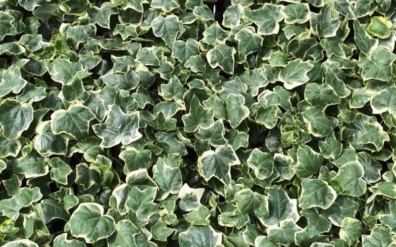 Anne Marie White Variegated Ivy