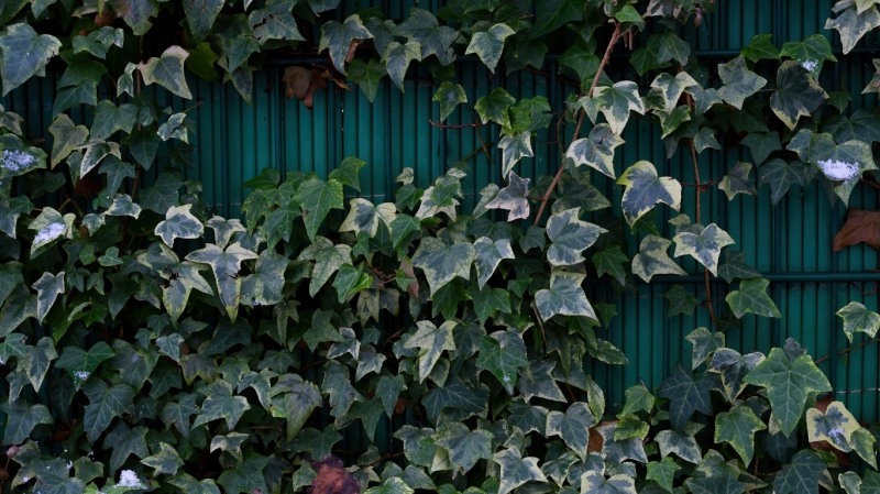Anne Marie White Variegated Ivy