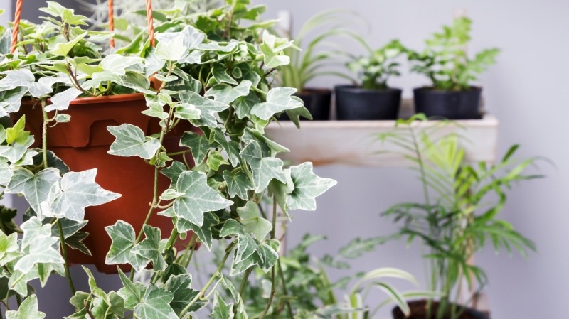 Anne Marie White Variegated Ivy