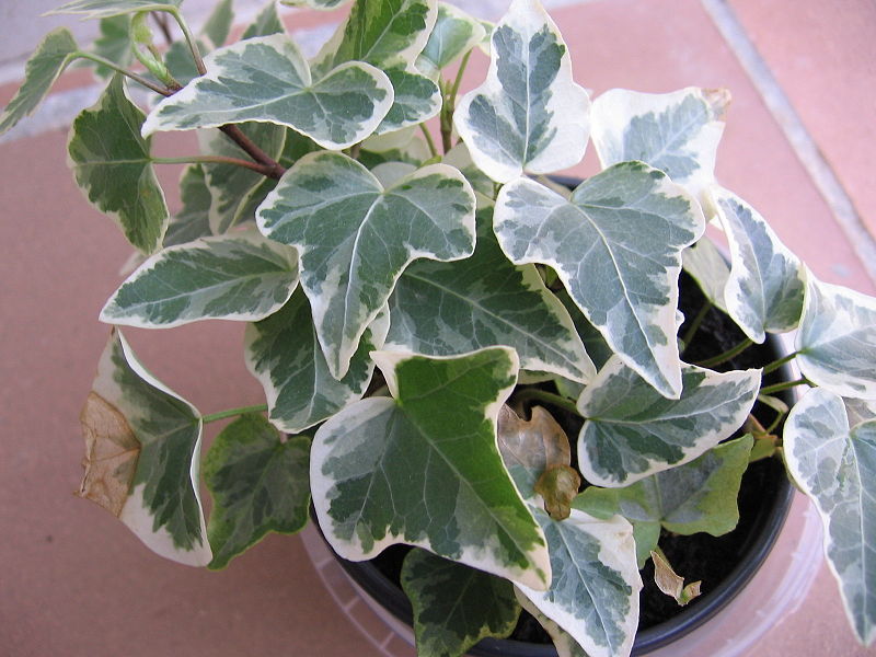 Algerian Ivy