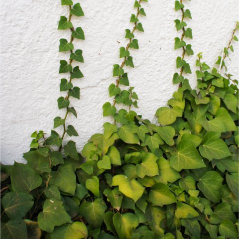 Algerian Ivy