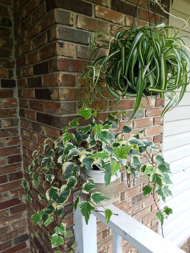 Algerian Ivy