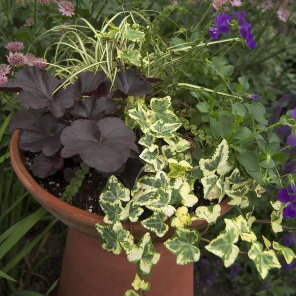 Golden Ingot Ivy