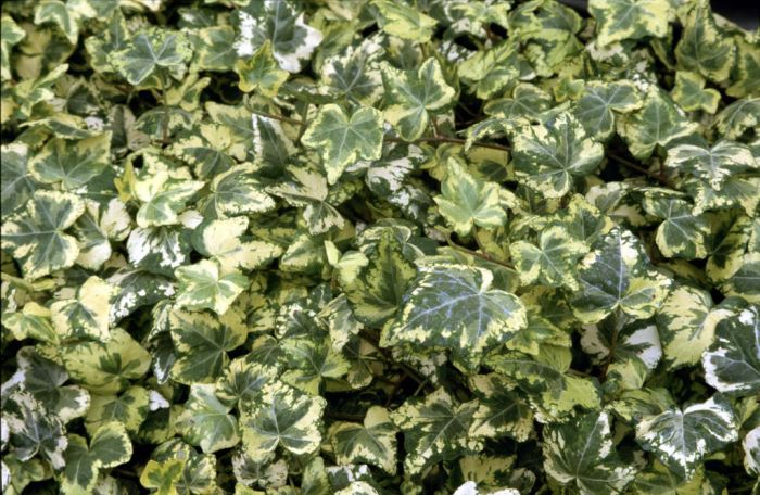 Golden Ingot Ivy