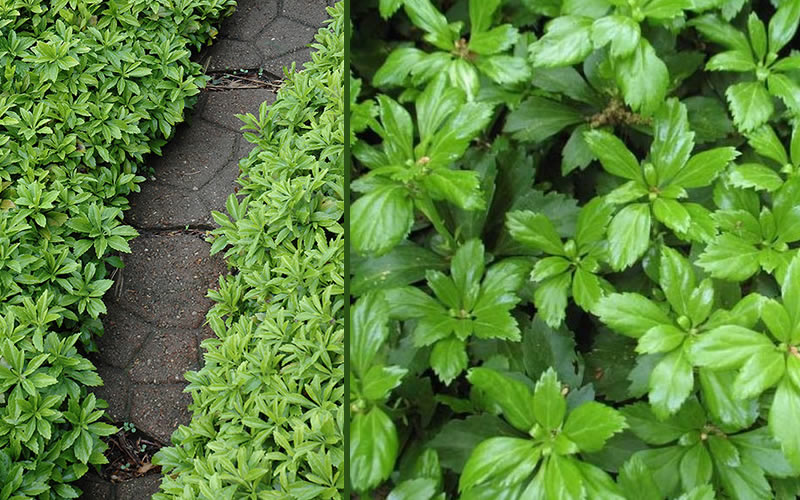 Green Carpet Pachysandra (Japanese spurge)