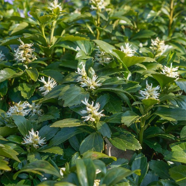 Green Carpet Pachysandra (Japanese spurge)