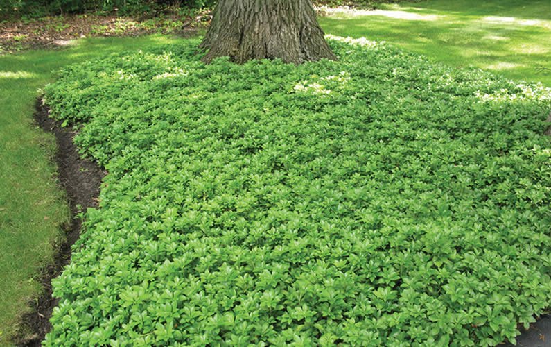 Green Carpet Pachysandra (Japanese spurge)