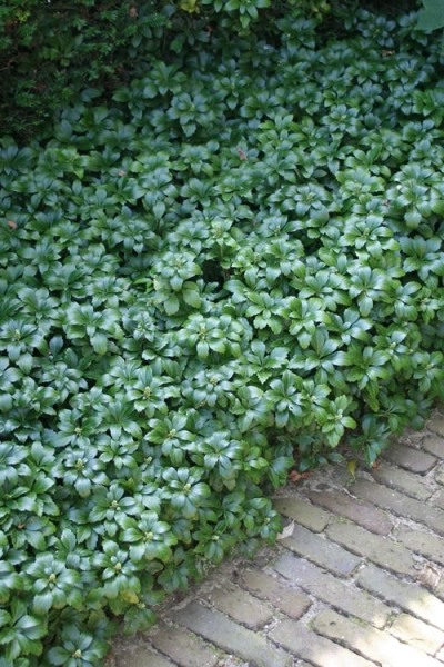 Green Carpet Pachysandra (Japanese spurge)