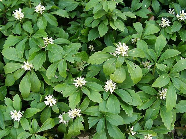 Green Carpet Pachysandra (Japanese spurge)