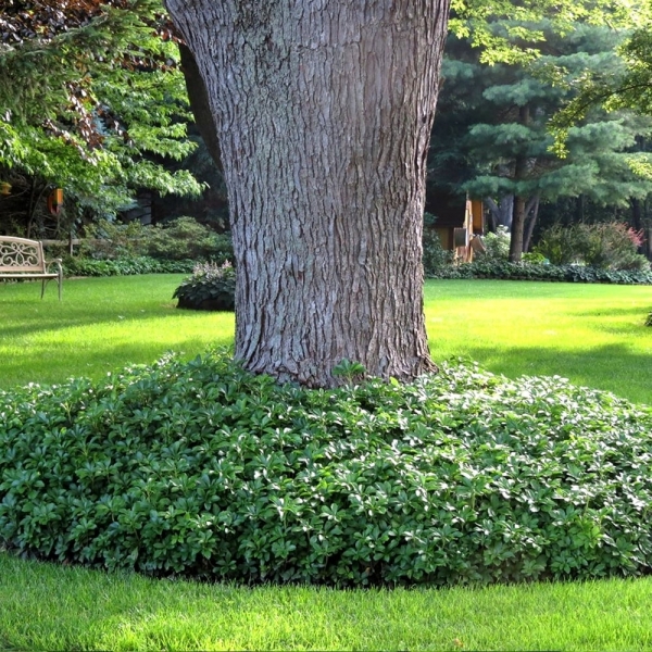 Green Carpet Pachysandra (Japanese spurge)