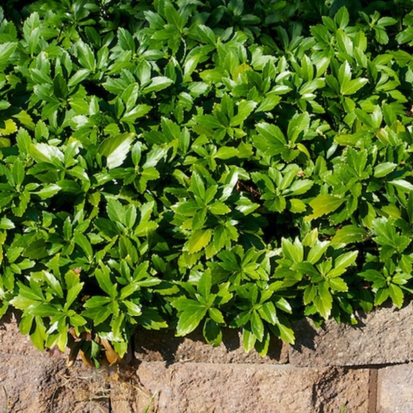 Green Carpet Pachysandra (Japanese spurge)