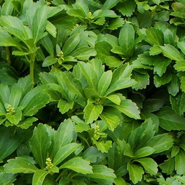 Green Carpet Pachysandra (Japanese spurge)